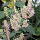 Patchouli Seeds (Pogostemon cablin) Packet of 50 Seeds