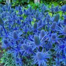 25 Blue Glitter Sea Holly Seeds Eryngium Flower Seeds