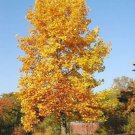 Tulip Poplar Tree Seedling Live Tree Seedling (1 Tree) No Ship