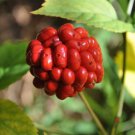 American Ginseng Seeds (50 Seeds) Ready to Plant