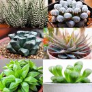 Haworthia Hybrids Succulents Mix (30+ Seeds) All The Favorites!