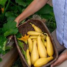 Saffron Summer Squash Seeds (10 Seeds) Grandprize Squash