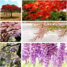 10 Popular Varieties of Non GMO Heirloom Bonsai Seeds Red Maple elm Tree Blue
