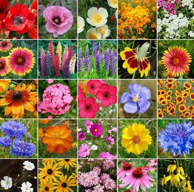 Midwest Wild Flower Seeds (1 Oz) OpenPollinated Bulk Wild Flower Seed Mix for