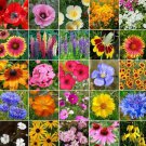 Midwest Wild Flower Seeds (1 Oz) OpenPollinated Bulk Wild Flower Seed Mix for