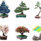 Bonsai Tree Seeds 5 Varieties of Non GMO Heirloom Bonsai Seeds Starter