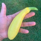 Straightneck Squash Seeds 50+ Seeds Delicious and Nutritious