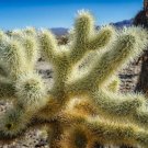 Teddy Bear Cholla Cacti Seeds (15 Seeds) Cylindropuntia spinosior