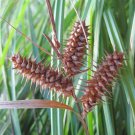 Deflexed Bottle Brush Sedge Seeds (50 Seeds) Carex retrorsa