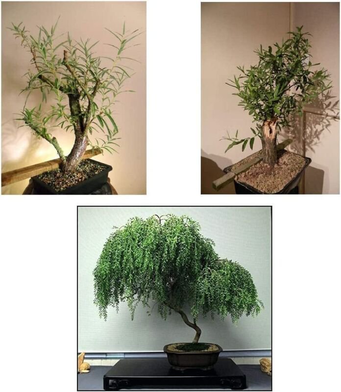 Bonsai Willow Tree Bundle 1 Each of Dwarf Weeping Globe Willow Black Willow