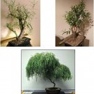 Bonsai Willow Tree Bundle 1 Each of Dwarf Weeping Globe Willow Black Willow