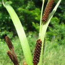 Pinecone Cattail Seeds (50 Seeds) Carex shortiana Shorts Sedge