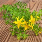St John Wort Herb Seeds (500 Seeds) Hypericum perforatum