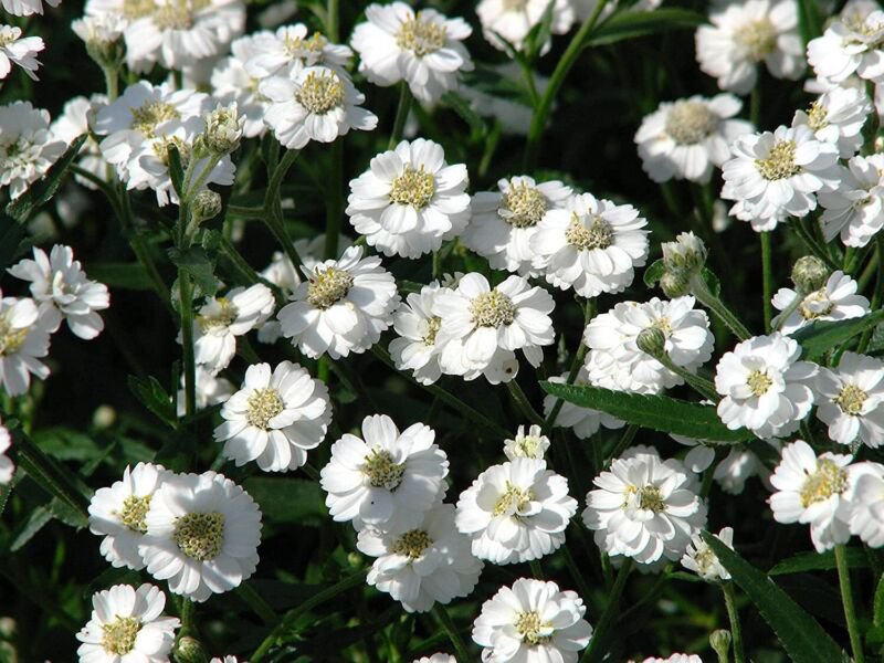 Sneezewort Seeds (200 Seeds)