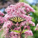 Queen of The Meadow Herb Seeds (50 Seeds) Joe Pye Weed Purple
