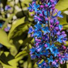 40 Purple Lilac Seeds Stunning Purple Flowers Great for Landscap
