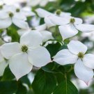 Flowering Kousa Dogwood Seeds 40 Seeds Cornus kousa