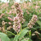 Pinkweed Seeds (50 Seeds) Smartweed Persicaria pensylvanica At