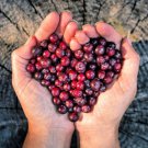 Huckleberry Seeds (30 Seeds) NonGMO Fruit Seeds