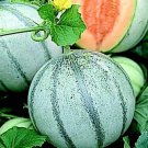 10 Savor Melon Seeds Cool Blue Sweet Melons