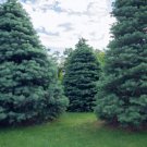 Apache White Fir Seeds 30 Seeds Abies concolor AZ Apache
