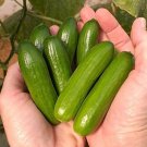 MiniMe Cucumber Seeds 10+ Seeds Grow Your own Food Mini Vegetable Seeds