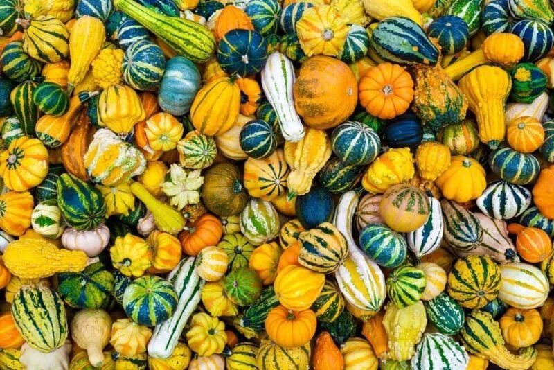 CZ Grain 5 Real Mixed Small Gourds for Display Iowa Grown Gourds Not Seeds