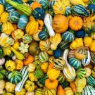 CZ Grain 5 Real Mixed Small Gourds for Display Iowa Grown Gourds Not Seeds