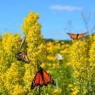 Showy Goldenrod Seeds 100+ Seeds Solidago speciosa Heirloom &