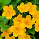 Marsh Marigold Seeds 50 Seeds Caltha palustris Heirloom & Ope