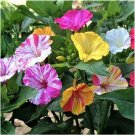 100+ Broken Colors Four O'Clock Seeds Tender Perennial That Reseeds Easily M