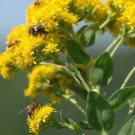 Stiff Goldenrod Seeds 100+ Seeds Oligoneuron rigidum Heirloom
