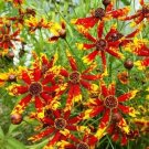 100 Rare Coreopsis Seeds Radiana Tigrina