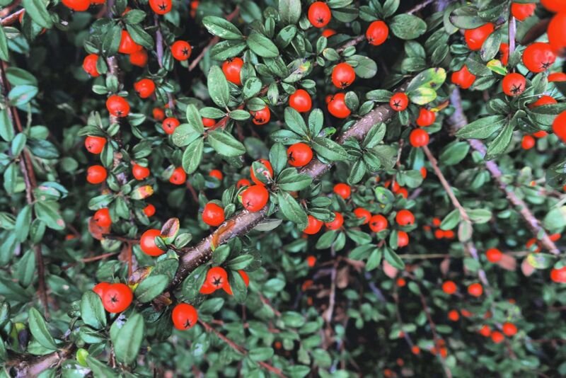 50 Creeping Cotoneaster Seeds Cotoneaster adpressus