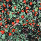 50 Creeping Cotoneaster Seeds Cotoneaster adpressus