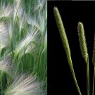 250+ Creeping Meadow Foxtail Great for Landscaping or Meadow Land Alopecurus
