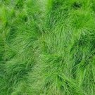 Creeping Red Fescue Seeds (1000 Seeds) Festuca rubra