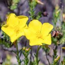 Dwarf Creeping Rock Rose Seeds (50 Seeds) Blooming Ground Cover