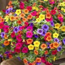 200+ Petunia Flower Seeds for Planting Mixed Color NonGMO Rare Seeds for P