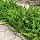 5 Asparagus Densiflorus Meyersii Succulent 5 Seeds~ Meyeri~ Foxtail~ Cat's Tail