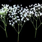 5000 Baby's Breath Seeds Easy to Grow Annual Flowers