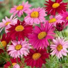 1000 Painted Daisy Seeds Chrysanthemum Easy to Grow Perennial