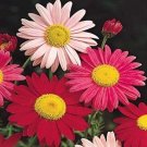 2500 Painted Daisy Seeds Chrysanthemum Easy to Grow Perennial