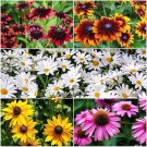 1000 Mixed Color Coneflower Seeds Easy to Grow Perennial Flowers