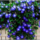 250 Heavenly Blue Morning Blooming Vine Seeds Wonderful Climbing Heirloom Vine