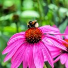 Purple Coneflower Flower Seeds 5000+ Seeds Made in USA Ships from Iowa.