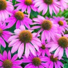 Purple Coneflower Flower Seeds 500+ Seeds Made in USA Ships from Iowa.
