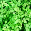 250 Chervil Herb Seeds for Planting