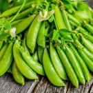 50 Sugar Daddy Snow Pea Seeds