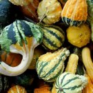 CZ Grain 10 Mixed Small Gourds for Display Iowa Grown Gourds Not Seeds 10 R